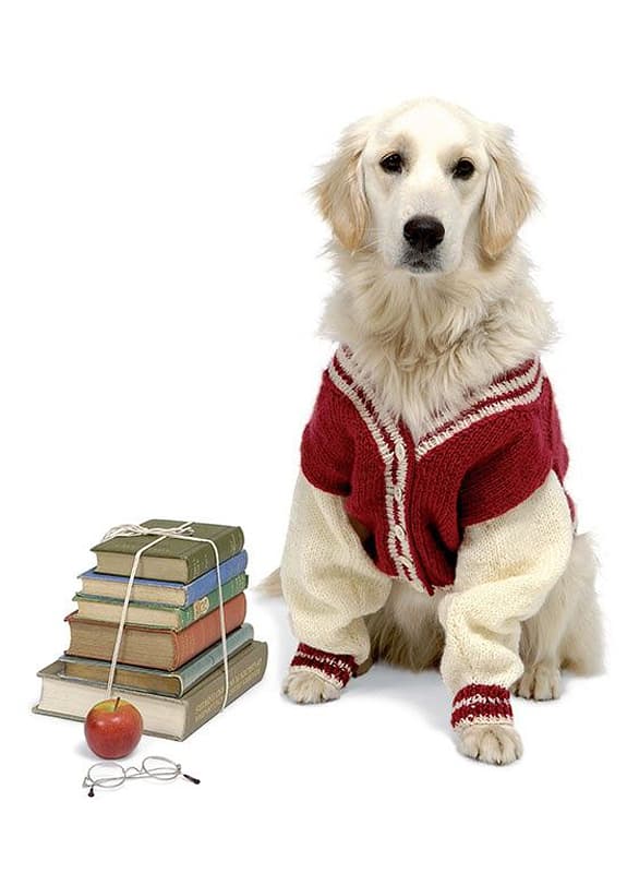 Элисон Дженкинс Вязаная одежда для собак. Модные комплекты - №3